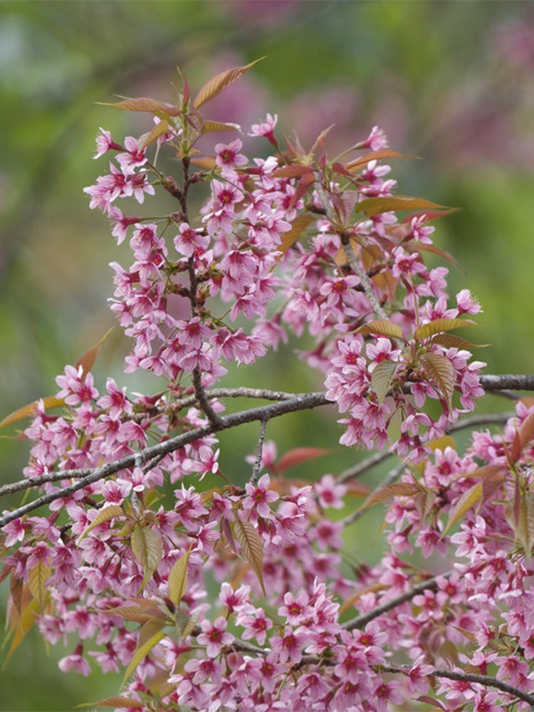 Winter Cherry
