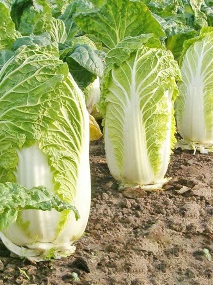 Fengkang 70 Chinese Cabbage