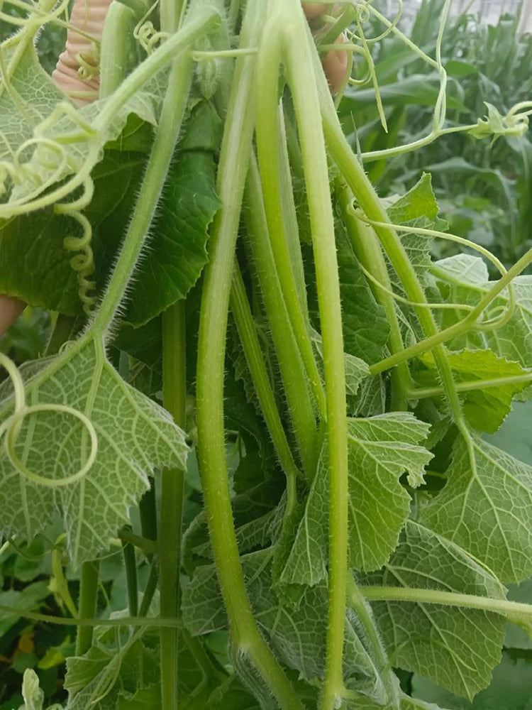 Tasty Pumpkin Shoots