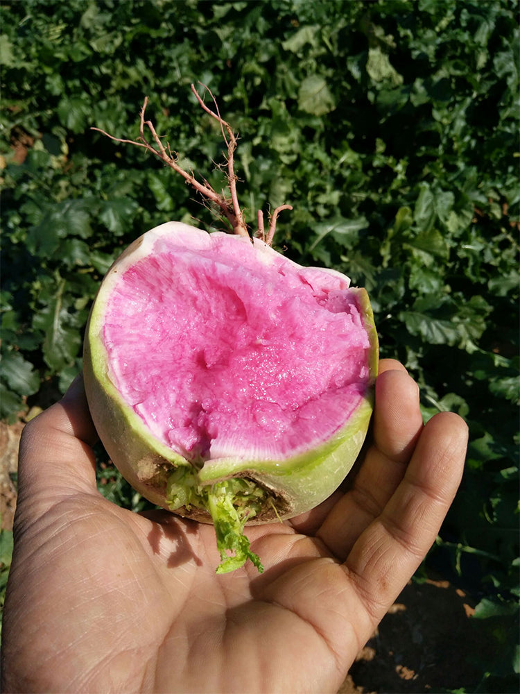 Beijing Mantanghong Radish