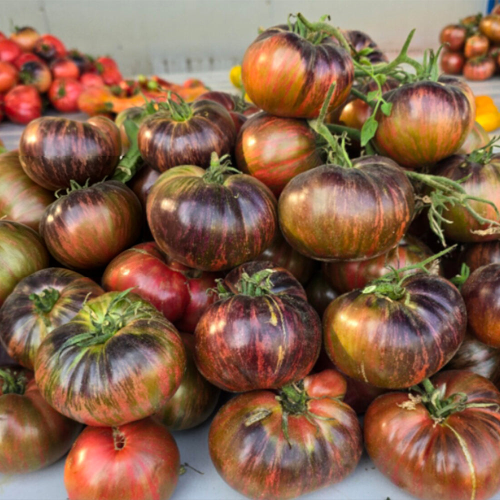 700 Star Martha F5 Tomato