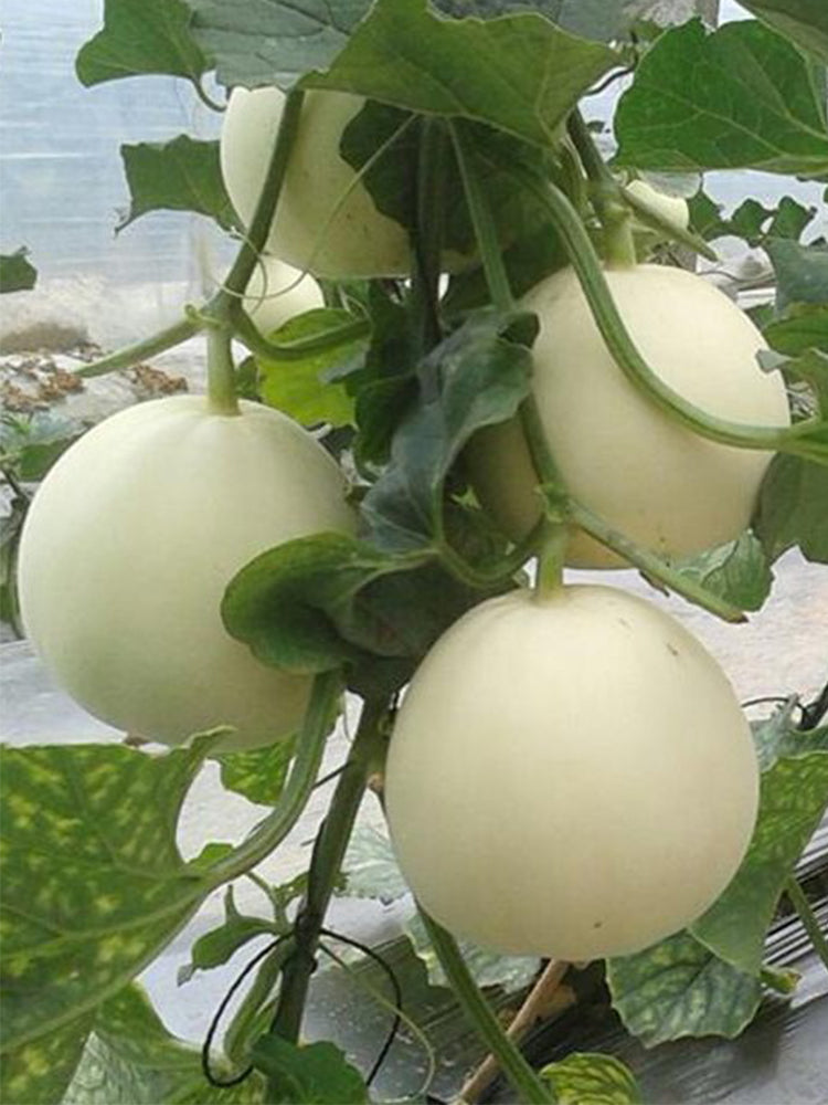 Baisha Honey Melon