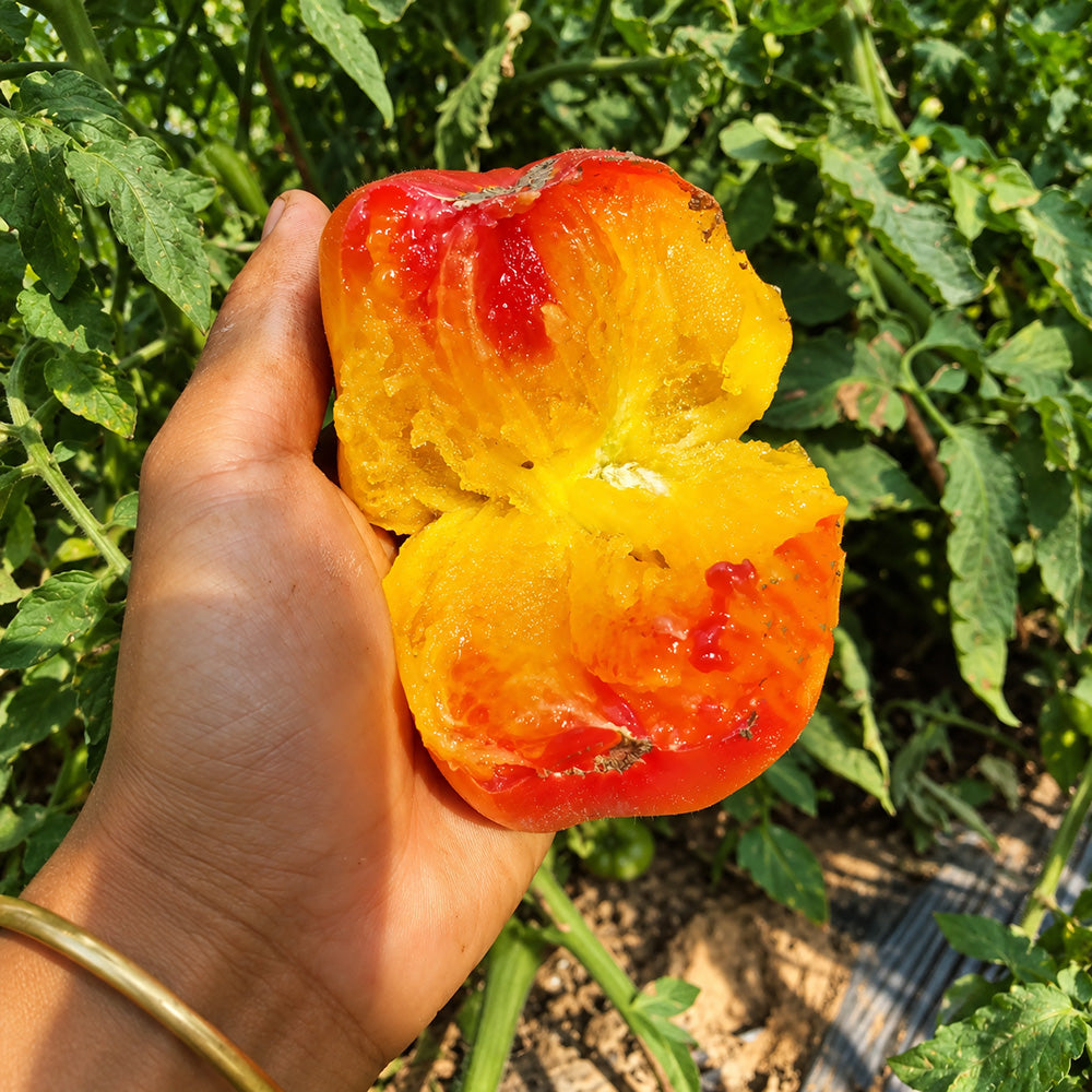 328 Weary Sun Tomato