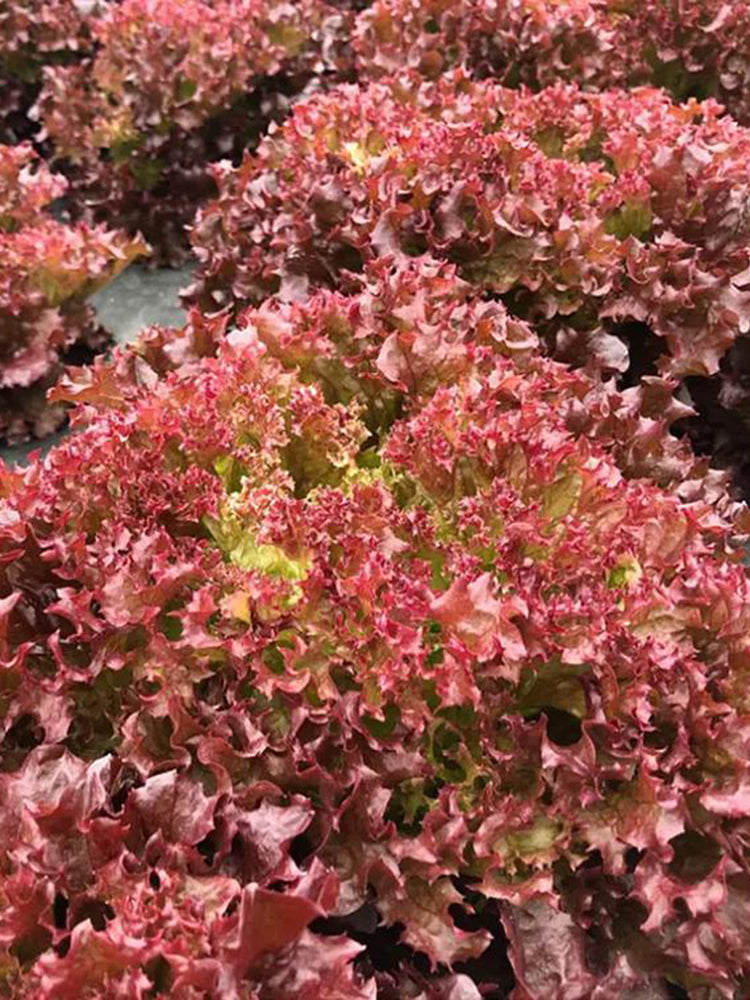 Purple Rosa Lettuce