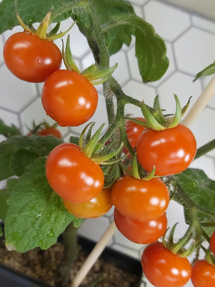 Delice de Neuilly Microdwarf Tomato