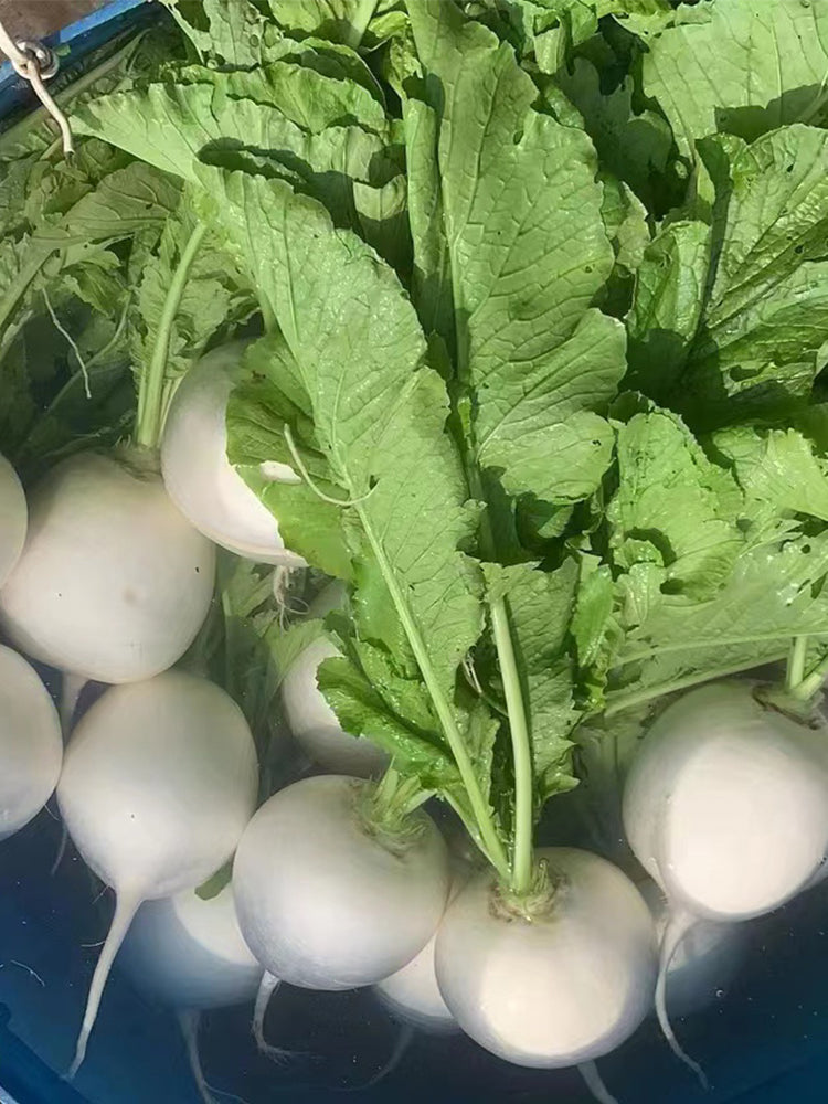Large Round White Radish F1