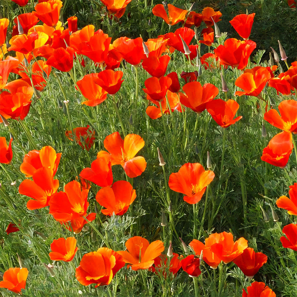 Bellfarm® Eschscholzia californica Seeds