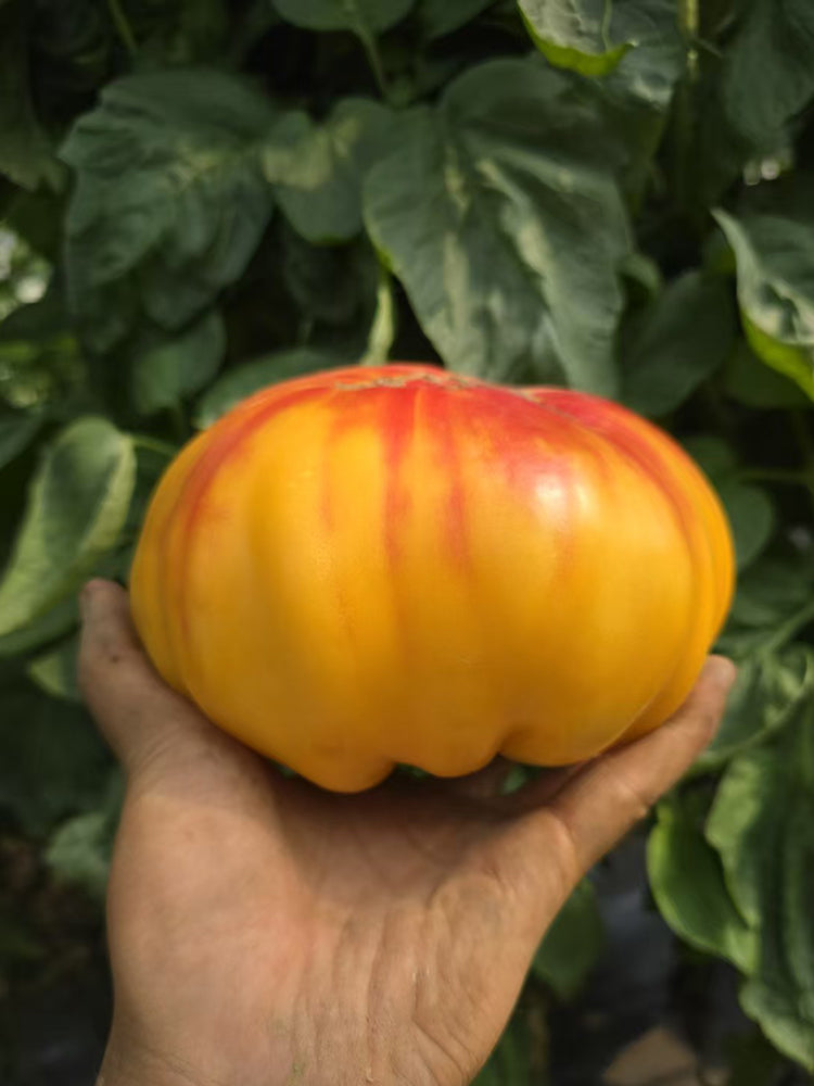 746 Red Belly Tomato