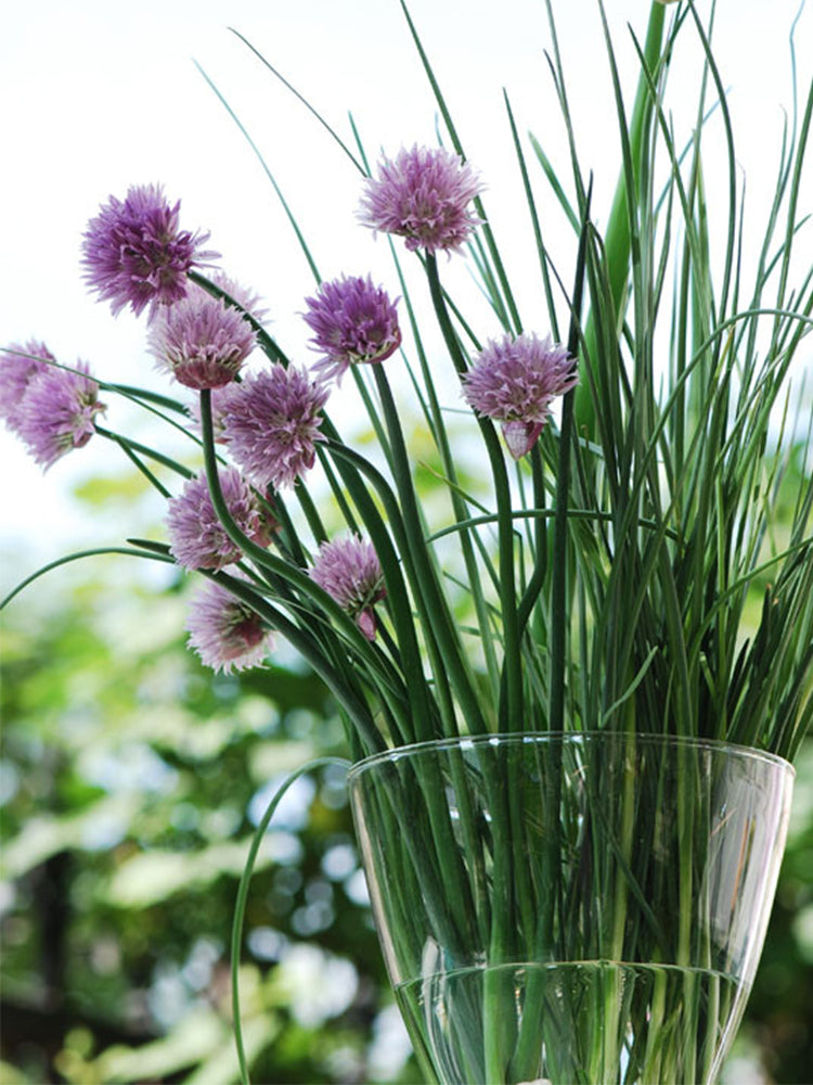 Chives (Allium schoenoprasum)