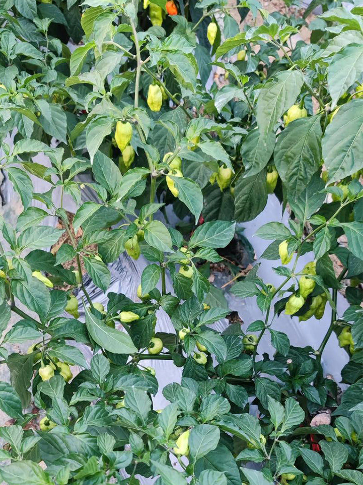 Ghost Pepper