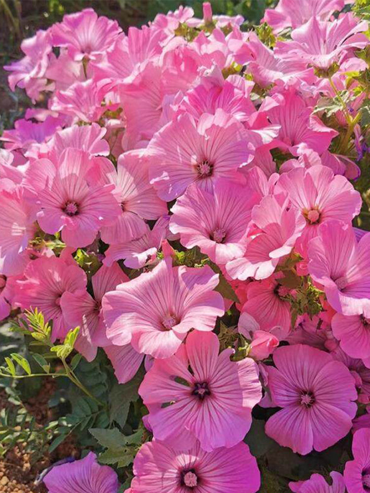 Hezhichun Rose Mallow