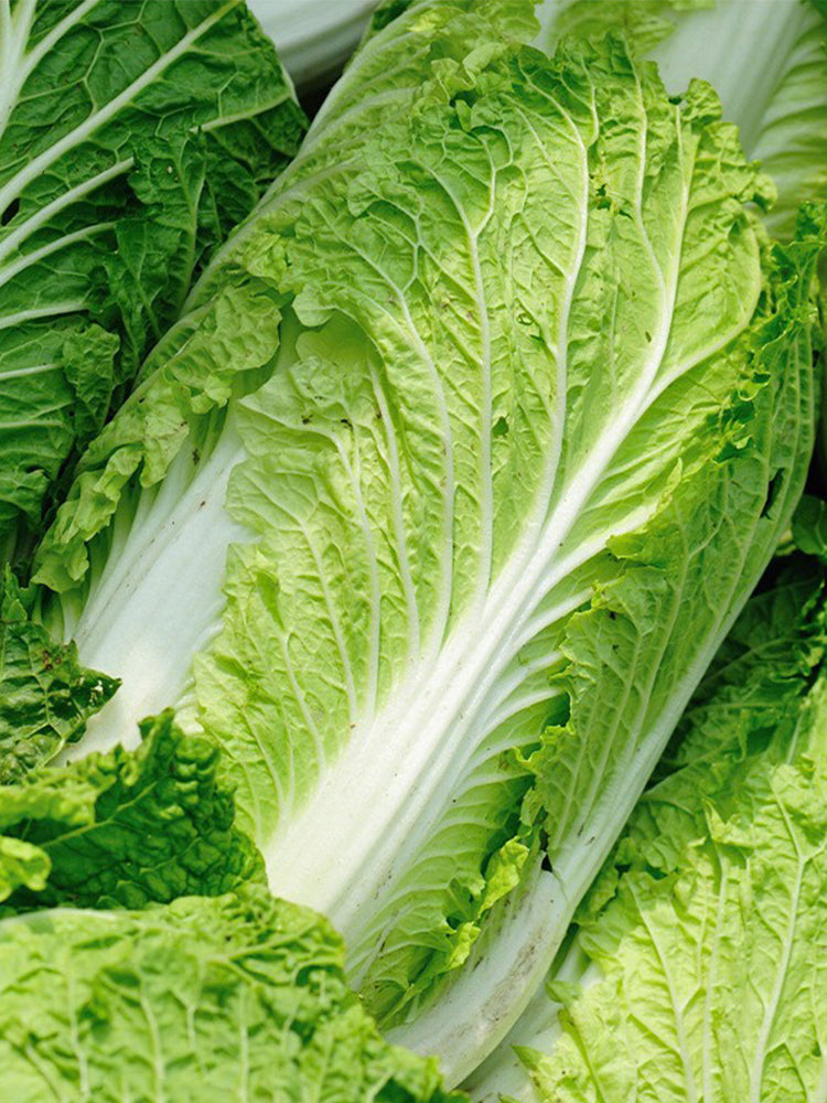 'Jiaoshu Autumn-King' Chinese Cabbage