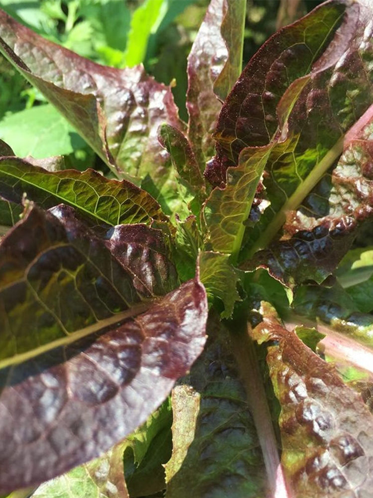 Jiemei Red Leaf Lettuce