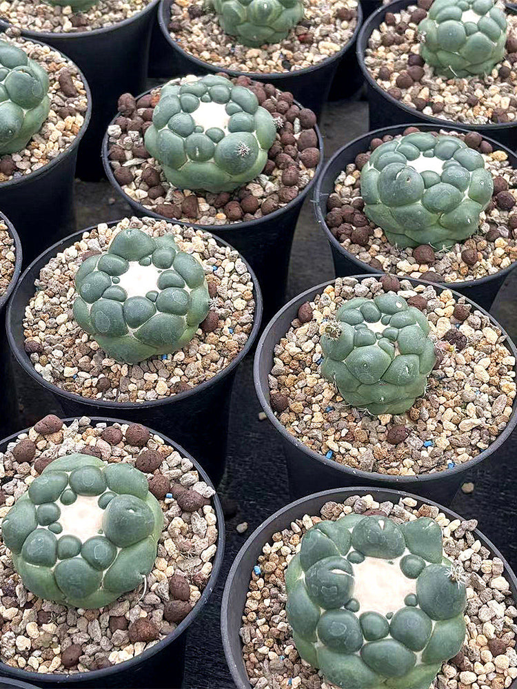 Coryphantha elephantidens cv. inermis