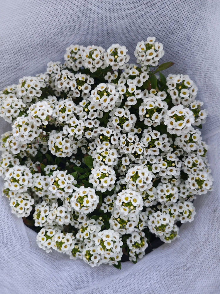 White Sweet Alyssum