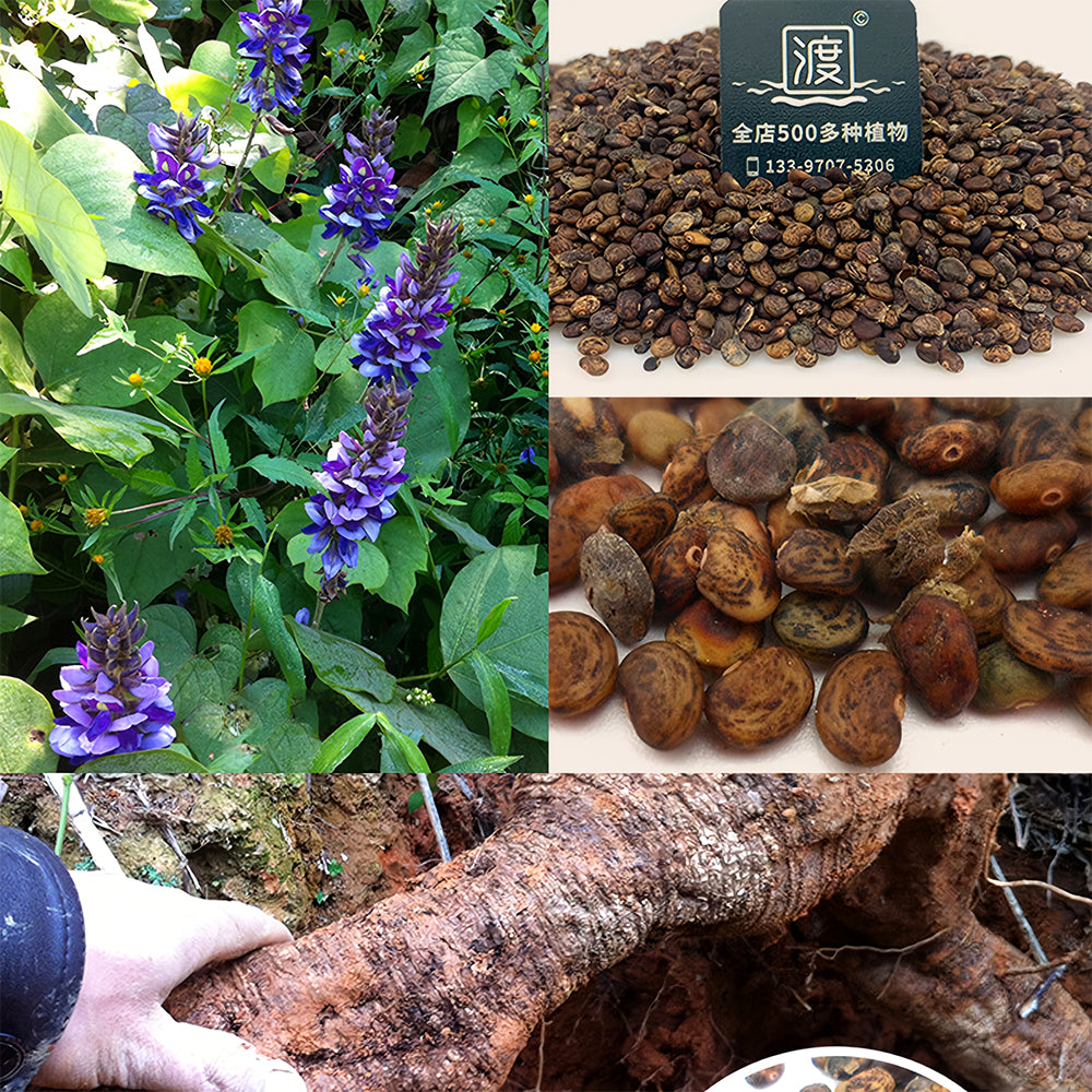 Bellfarm® Pueraria lobata Kudzu Seeds – MUCIAKIE