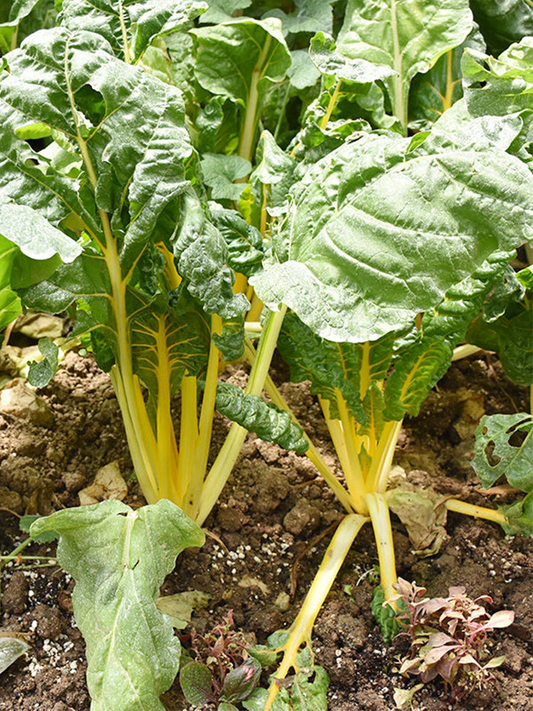 Jiayuan Golden Chard