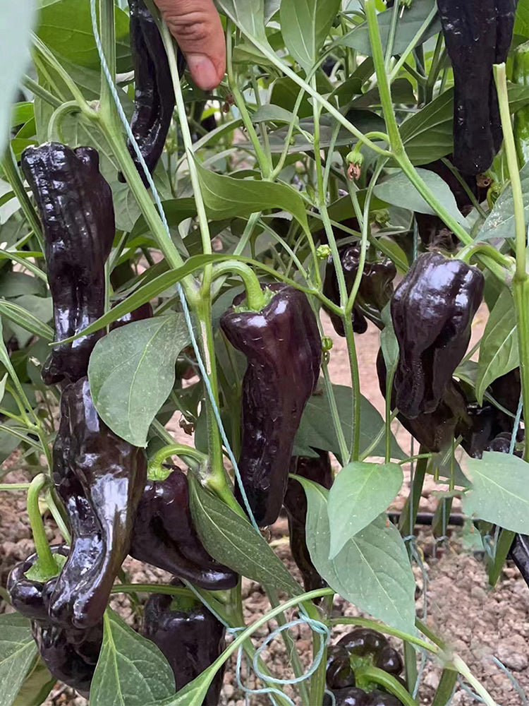 Purple Jiangsu Pepper