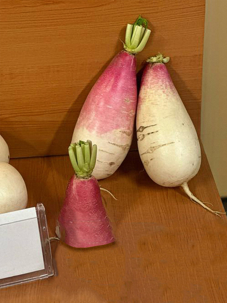 Sweet Pear' Radish (Raphanus sativus)