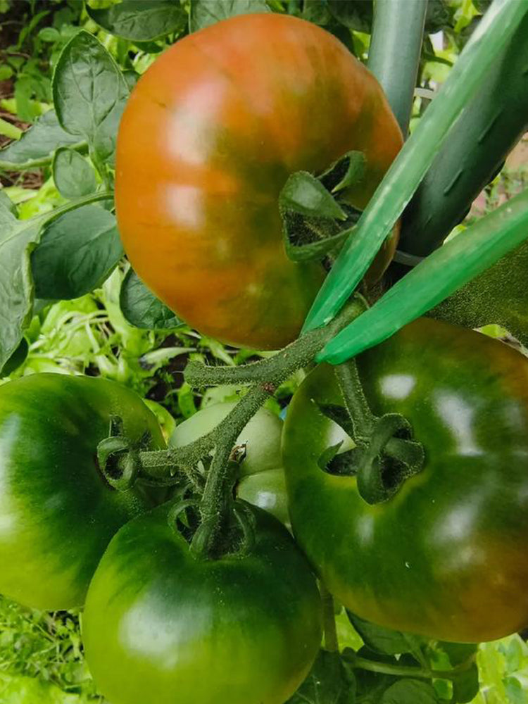 Yashu No.11 Tomato