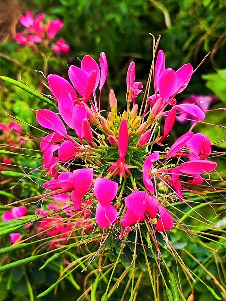 Rose Red Spider Flowers (Cleome houtteana)
