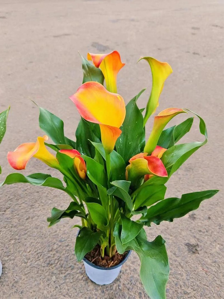 'Rialto' Calla Lily