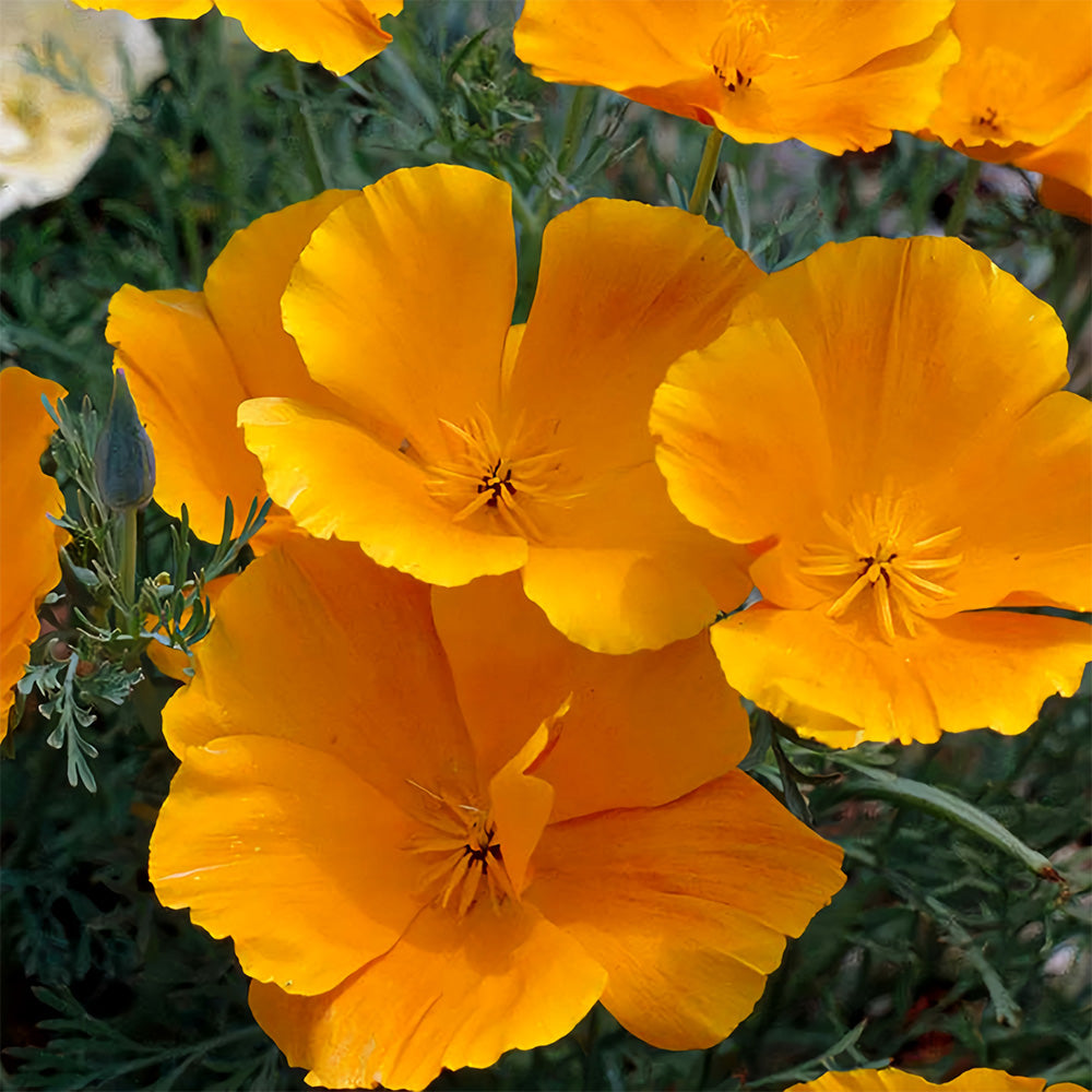 Bellfarm® Eschscholzia californica Seeds