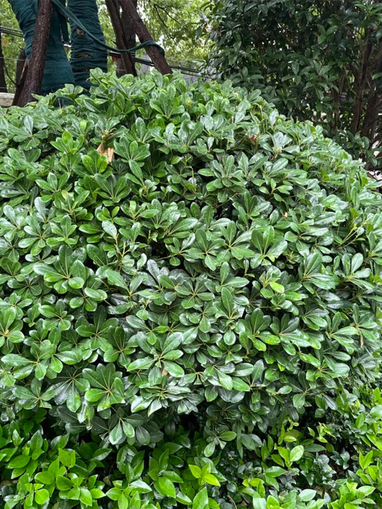 Pittosporum tobira