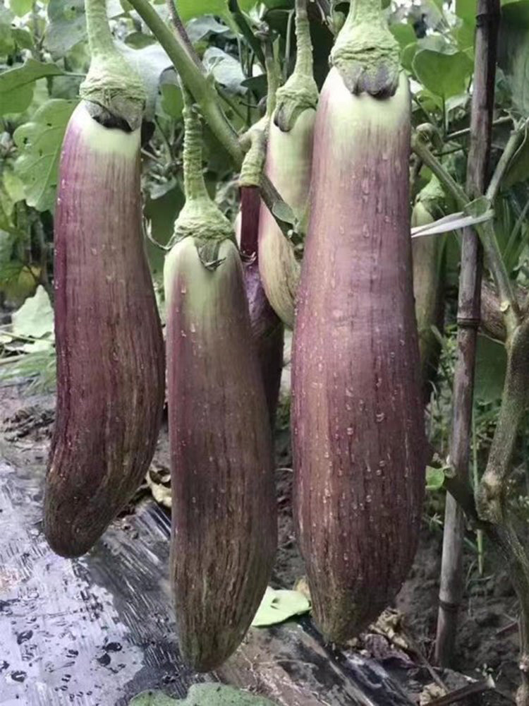 'Yu Zhusiqie 881' Hybrid Eggplant