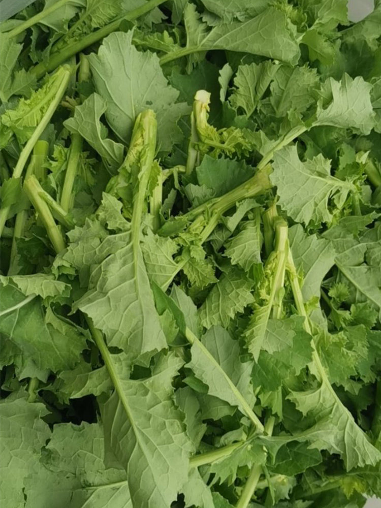 Lvyou No.12 Youcaitai (Chinese Flowering Cabbage)