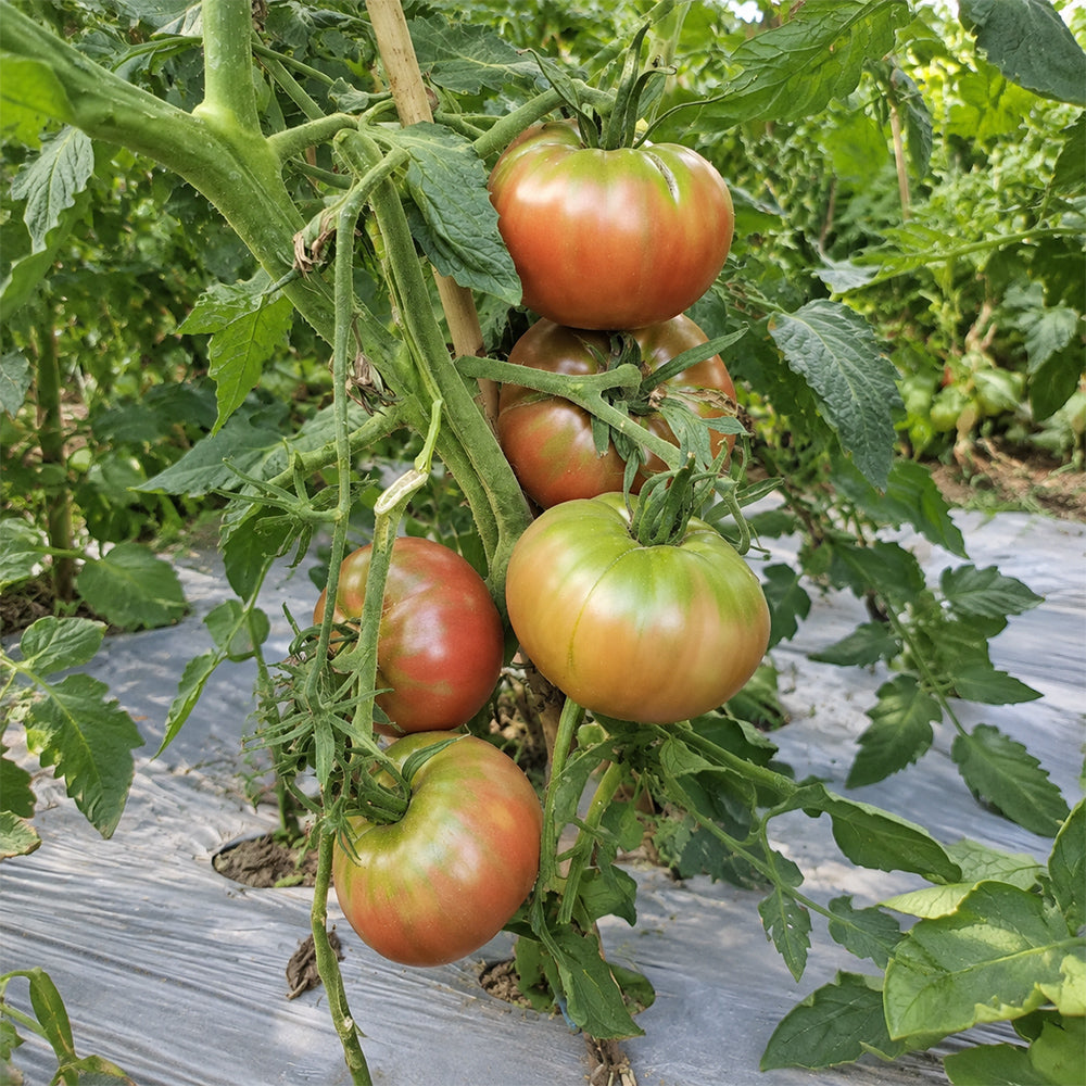 374 Faelan's First Snow Tomato