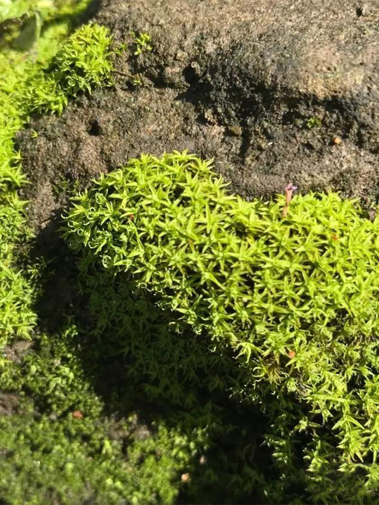 Twisted Moss (Syntrichia ruralis)