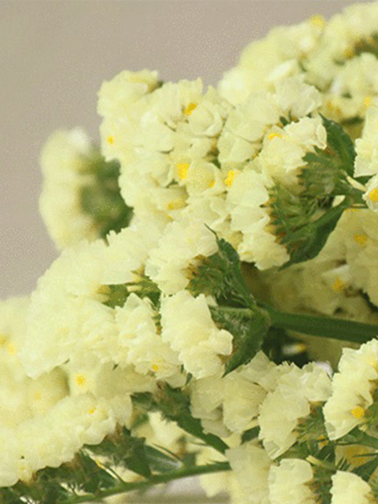 Yellow Wavyleaf Sea Lavender (Limonium sinuatum)