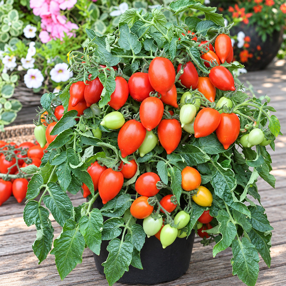 182 Funnyplums Red F1 Tomato