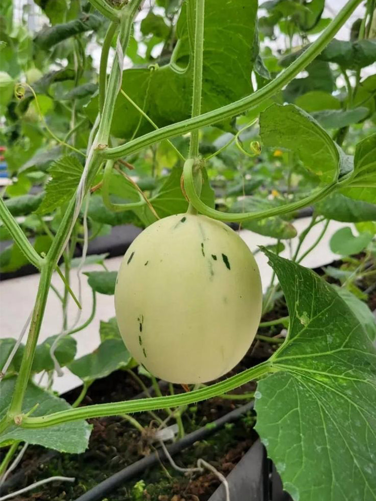 Meteor Silver Jade Melons