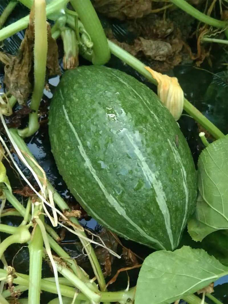 Jingyan Olive-shaped Pumpkins
