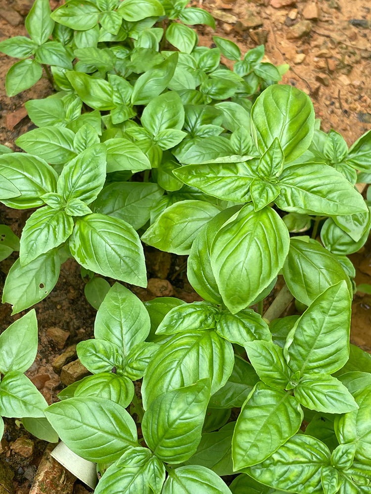 Giant Leaf Basil