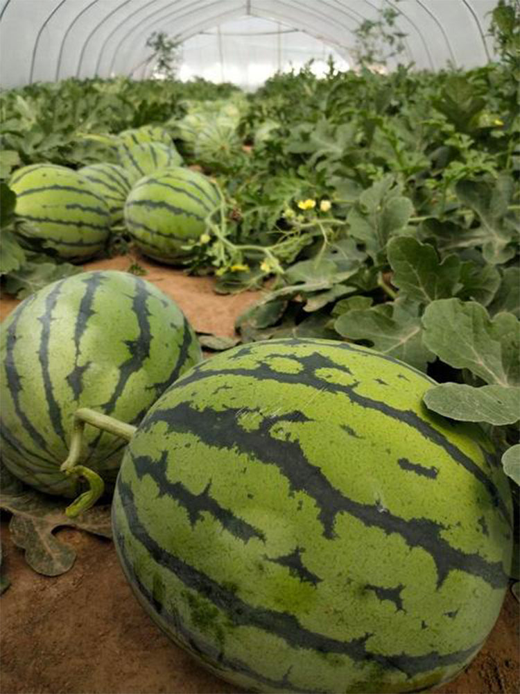 “Jinxiu Tianwang” Watermelons