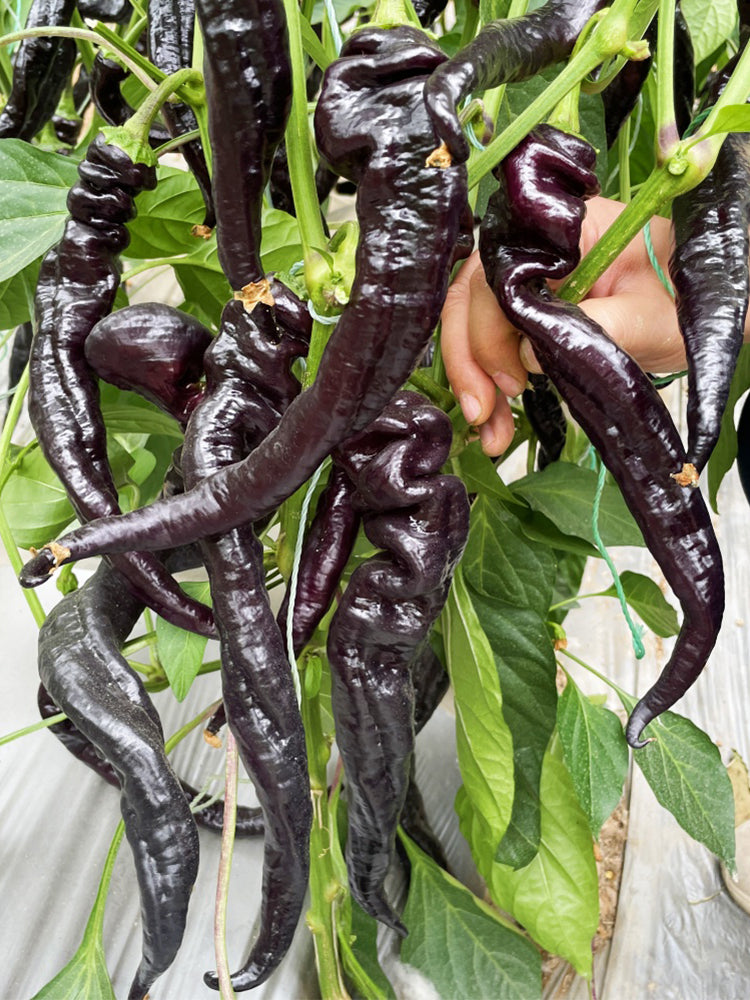 Zilongjiao No.1 Chilis