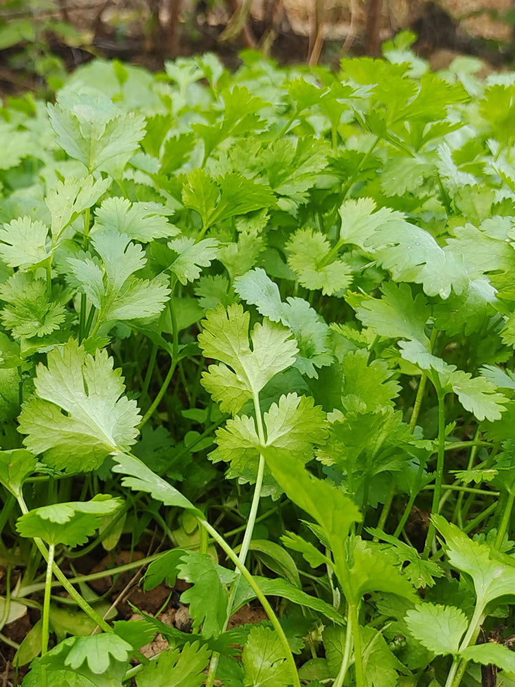 Yunxiang 369 Coriander