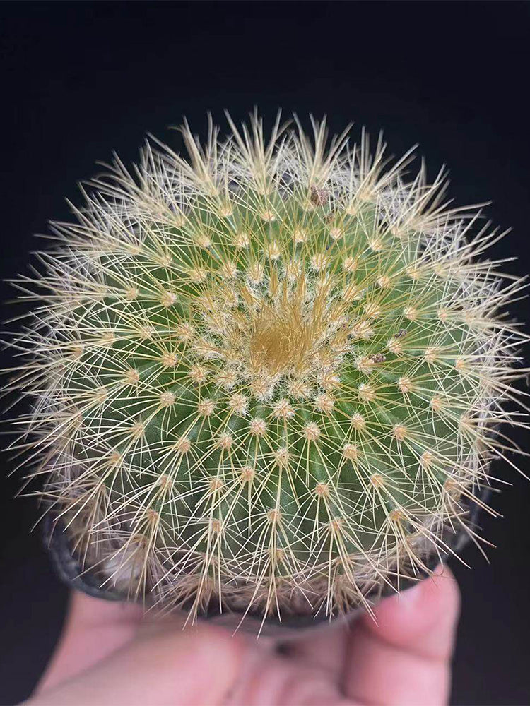 Parodia schumanniana