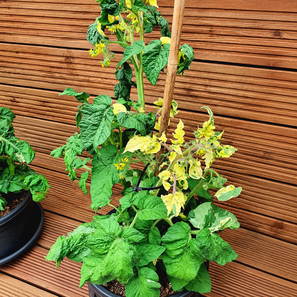 206 Dwarf Walter's Fancy Tomato