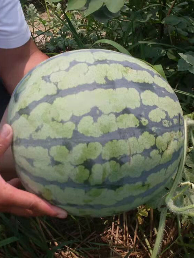 Rock Sugar Kirin No.3 Watermelons