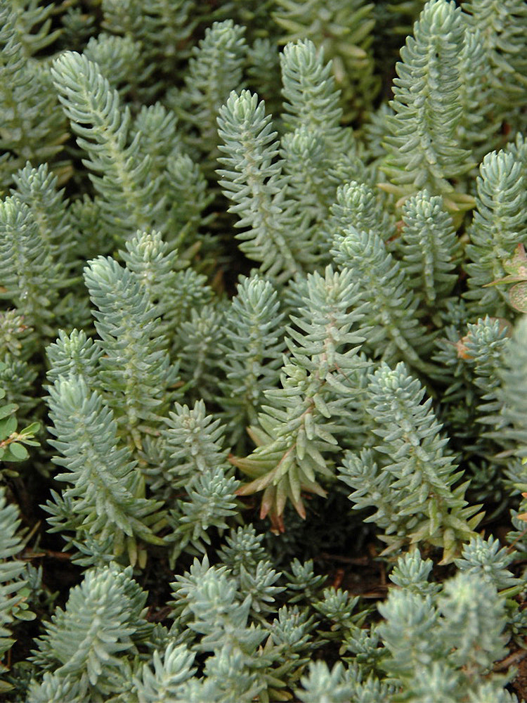 Reflexed Stonecrop (Petrosedum rupestre)