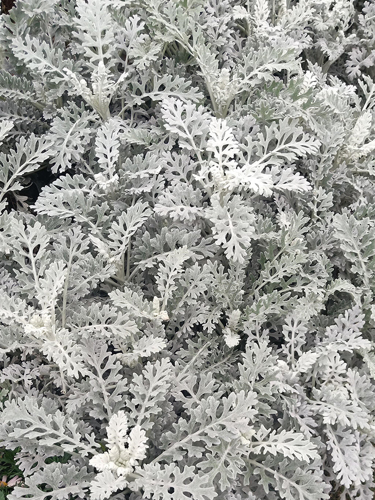 Silver Ragwort (Jacobaea maritima)