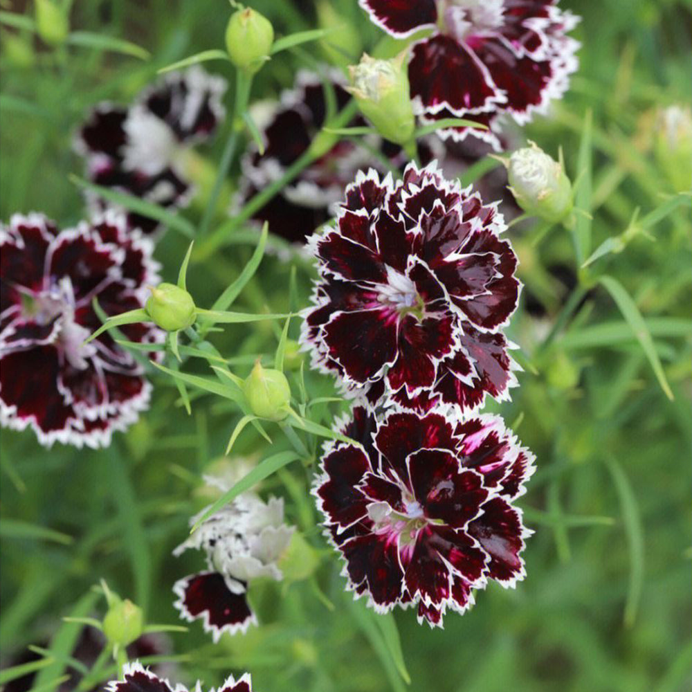20 Seeds of Carnation 'Black and White Minstrel' Flowers, Dianthus Chinensis Heddewigii