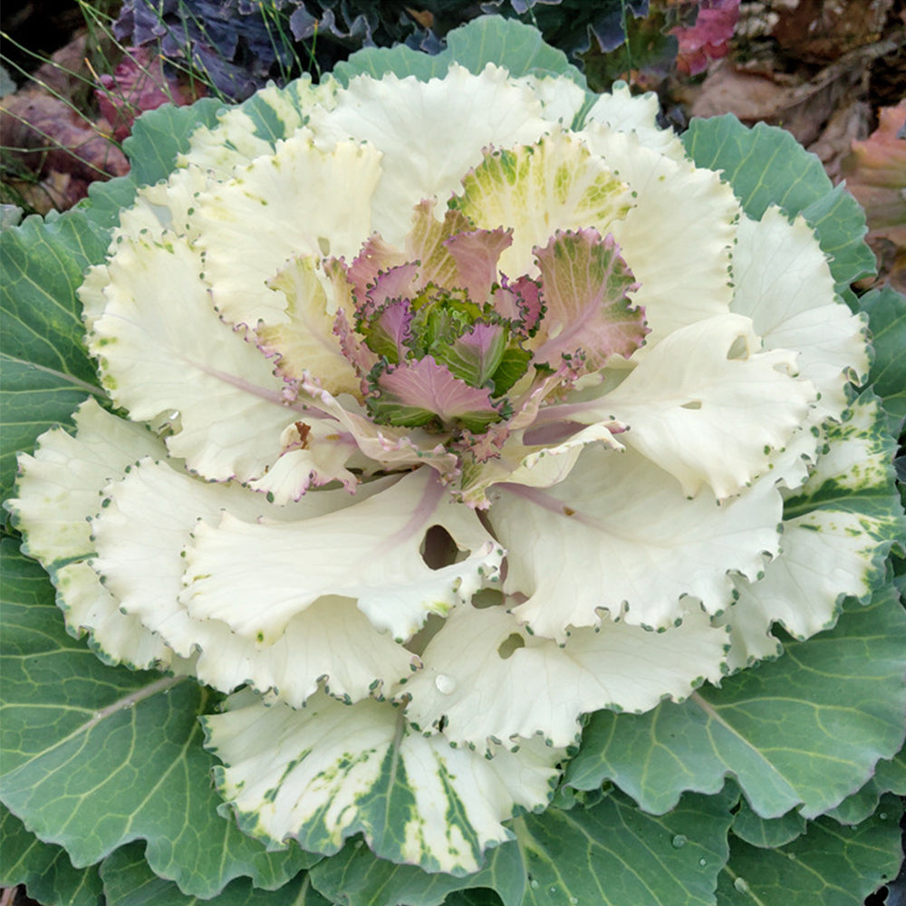 5 Bags (100 Seeds / Bag) of Mixed Kale