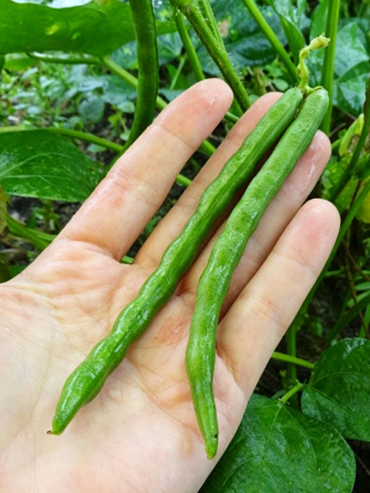 Xiangsi Red Bean