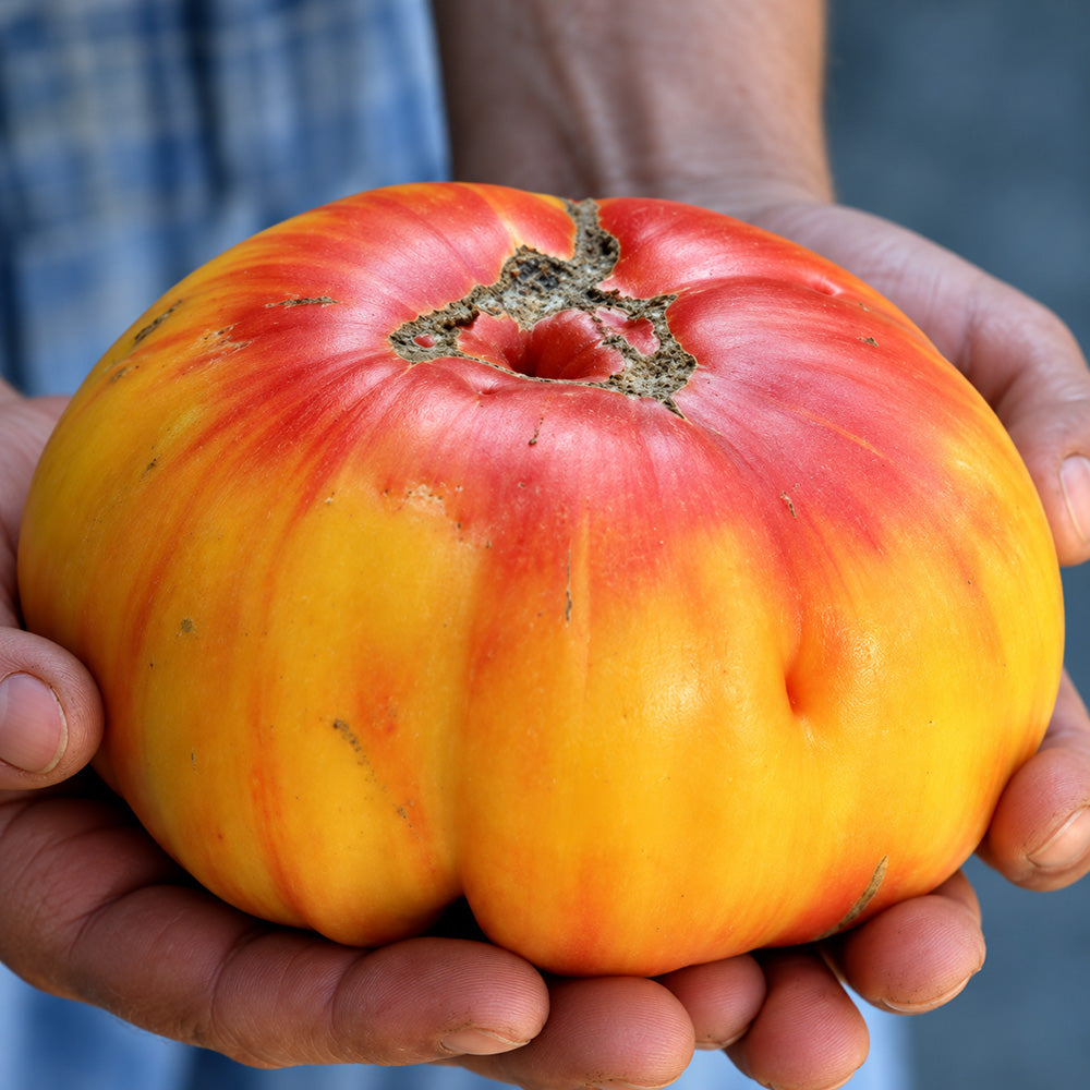 505 Grandma Viney's Yellow and Pink Tomato