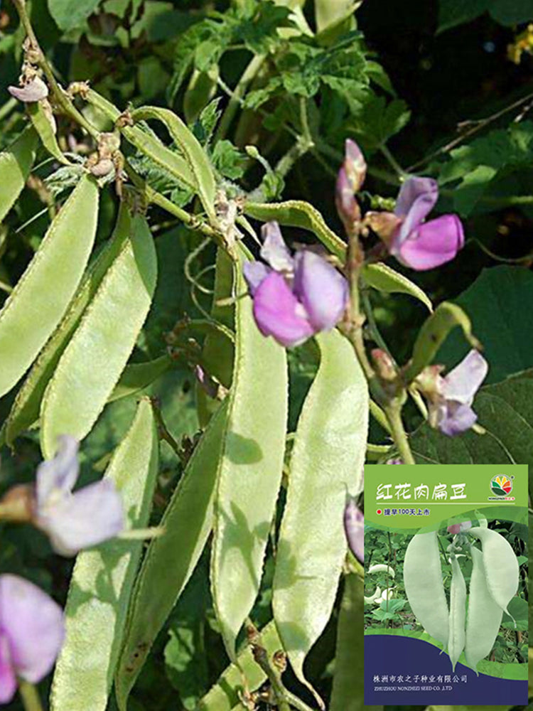 Red-flowered Hyacinth Bean